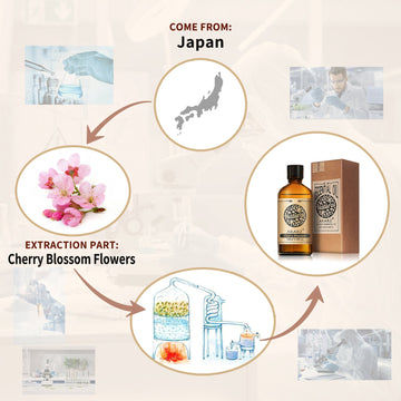 Cherry Blossom Essential Oil AKARZ Natural And Pure (30ML 100ML )